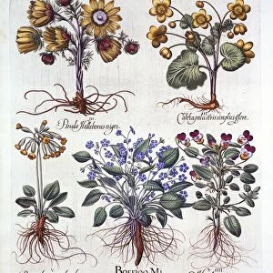 Ipheion Rolf Fiedler Spring Starflower, Marsh Marigold, Pseudo Helleborus, Viola Tricolor