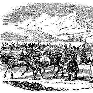 Lapps setting out on a migration with reindeer, Lapland, 1840