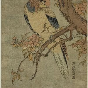 Parrot on Quince Tree, c. 1770. Creator: Isoda Koryusai