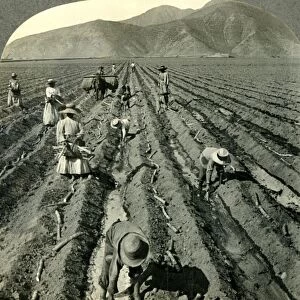 Planting the Sugar Cane in a Large Hacienda near Lima, Peru. c1930s. Creator: Unknown