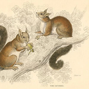 Red squirrel (Sciurus vulgaris), tree-living rodent native to Europe and Asia, 1828