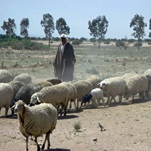Shepherd south of Kairouan