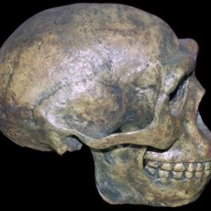 Skull of Peking man (reconstruction)