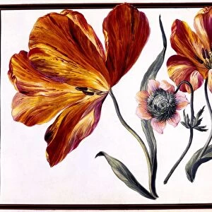 Tulips and Anenome, c. 1690