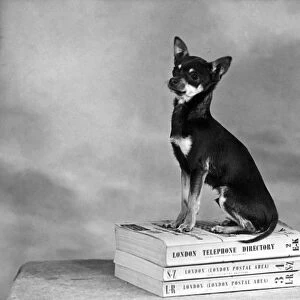 Fall / Chihuahua on Books