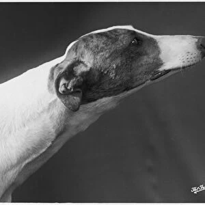 Fall / Greyhound / 1938