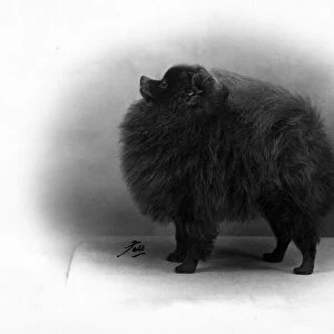 Fall / Pomeranian / 1956