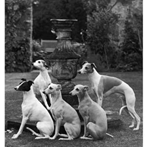 Group of Seagift Whippets