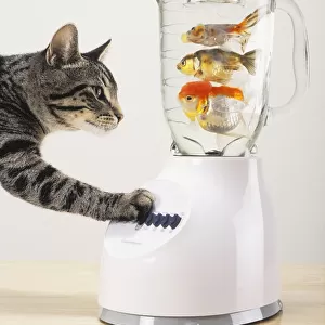 Grey tabby cat with paw on blender filled with goldfish; Vancouver british columbia canada