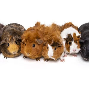 Six guinea pigs in a row