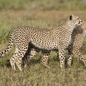 Cheetah (Acinonyx jubatus) and juvenile walking, Ngorongoro Conservation Area, Tanzania