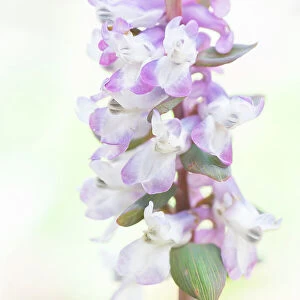 Close up of flowering Corydalis cava against a white background, Oud Poelgeest estate, Zuid-Holland, The Netherlands