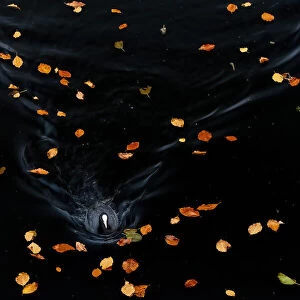 Common Coot (Fulica atra) swimming amidst fallen beech leaves, Amsterdamse Bos, Amsterdam, Noord-Holland, The Netherlands - Honorable Mention in the Birds category of the Groene Camera 2022 photo contest