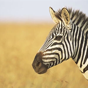 Common zebra (Equus quagga) profile, Kenya, Masai Mara National Reserve