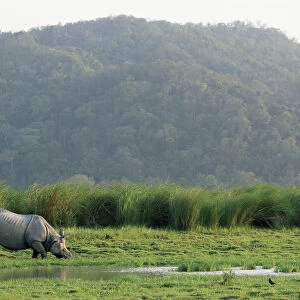Indian rhinoceros (Rhinoceros unicornis) grazing, India, Assam, Kaziranga National Park