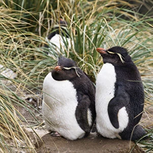Rockhopper Penguin (Eudyptes chrysocome) pair sleeping, Falkland Islands