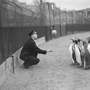 London Zoo Penguins playing with ball. 1950 022835 / 4