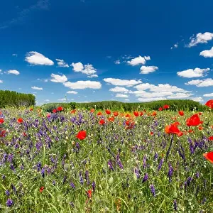 Beautiful summer meadow nature. Spring and summer poppy flowers under blue sky and sunlight. Idyllic spring summer landscape, meadow flowers, nature