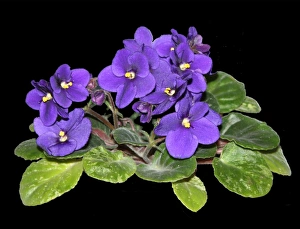 Blue Prints: African violet