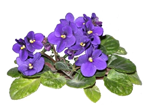 African violet
