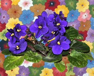 African violet