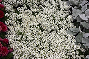 Flower Prints: Alysium
