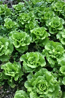 Green Prints: Bed of lettuce