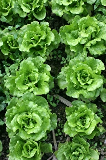 Bed of lettuce