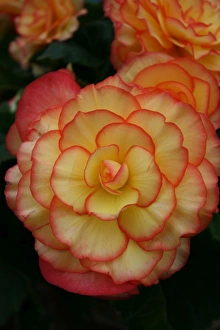 Begonia