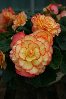 Horticulture Prints: Begonia
