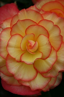 Begonia