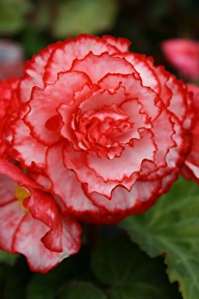 Begonia