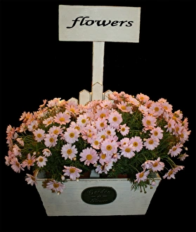 Flower Prints: Box of daisies