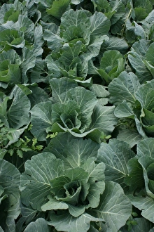 Cabbage