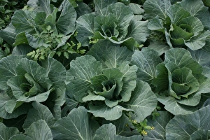 Green Prints: Cabbage