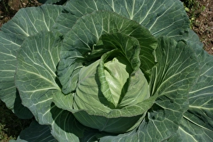 Cabbage