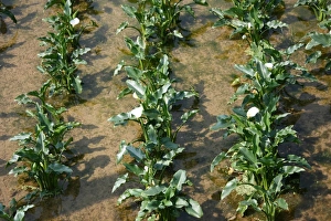 Calla Lily Plantation, Yangmingshan National Park, Taiwan Calla Lily Plantation, Yangmingshan National Park, Taiwan