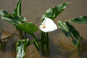 Yangmingshan National Park, Taipei County, Taiwan
