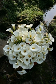 Yangmingshan National Park, Taipei County, Taiwan