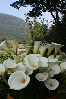 Yangmingshan National Park, Taipei County, Taiwan