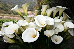 Yangmingshan National Park, Taipei County, Taiwan