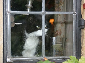Door Prints: Cat in the window