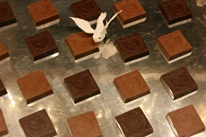 Bird Prints: Chocolate