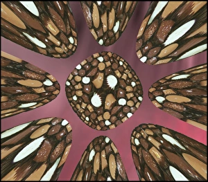 Chocolate assortments