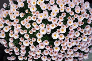 Chrysanthemum