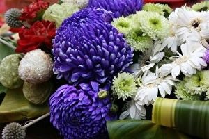 Blue Prints: Chrysanthemum