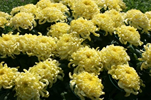 Chrysanthemum