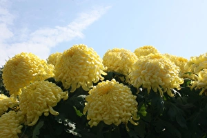 Chrysanthemum