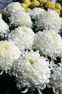 Chrysanthemum