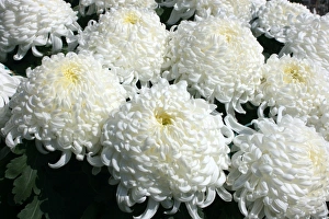 Chrysanthemum
